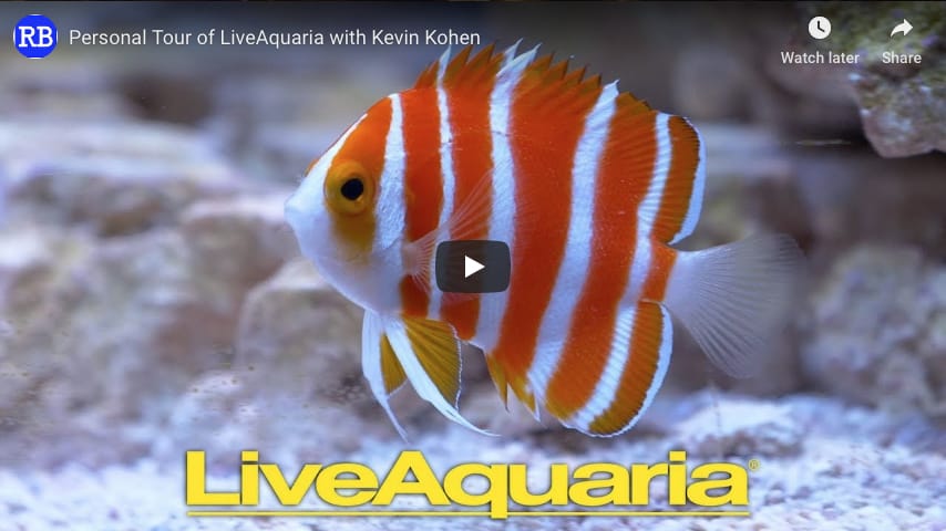 Kevin Kohen takes us on a tour through Live Aquaria
