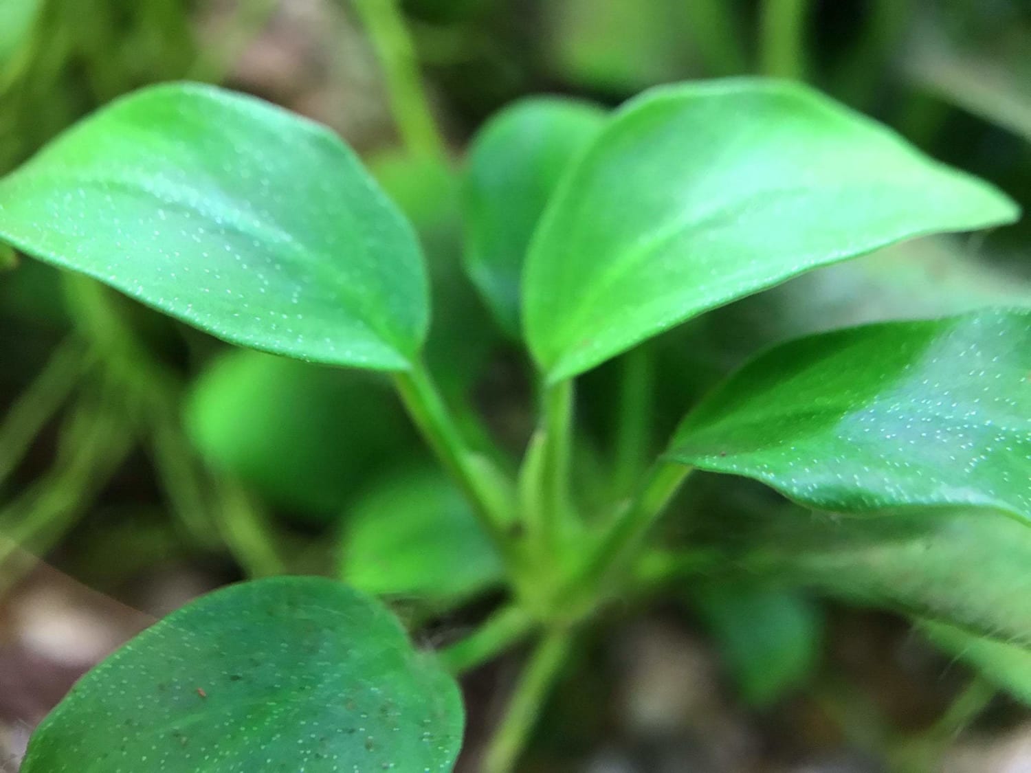 New In-Vitro Tissue Culture Plants 1/11/19