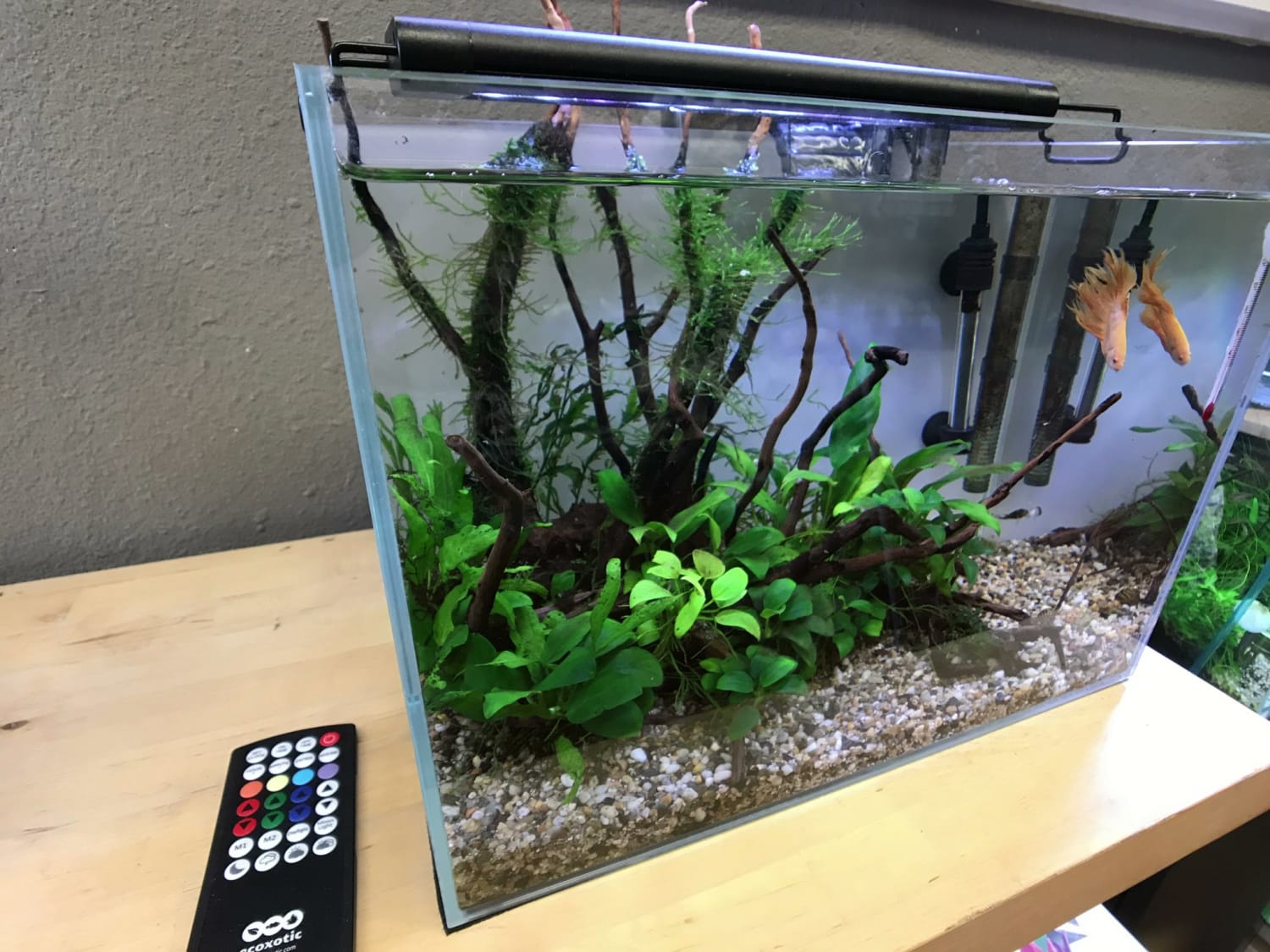 Episode 1: Setting Up Your First Aquarium | So Easy a Kid Can Do It!