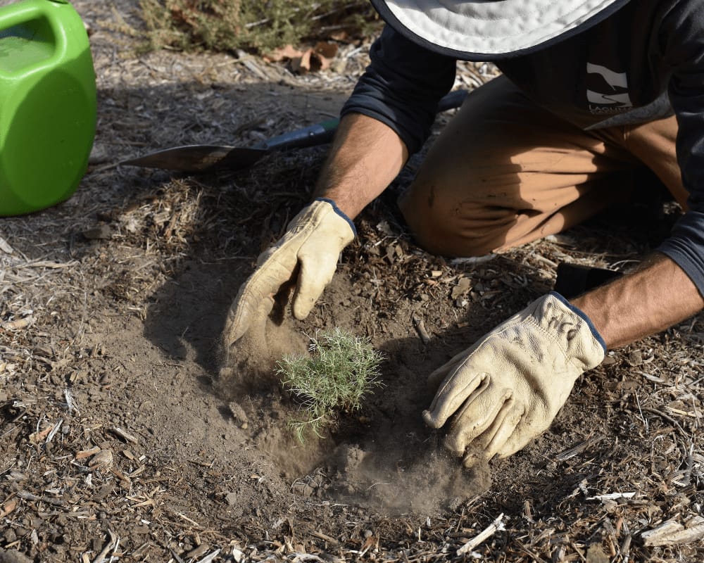 Thanks to your support, California now has over 1000 more trees!