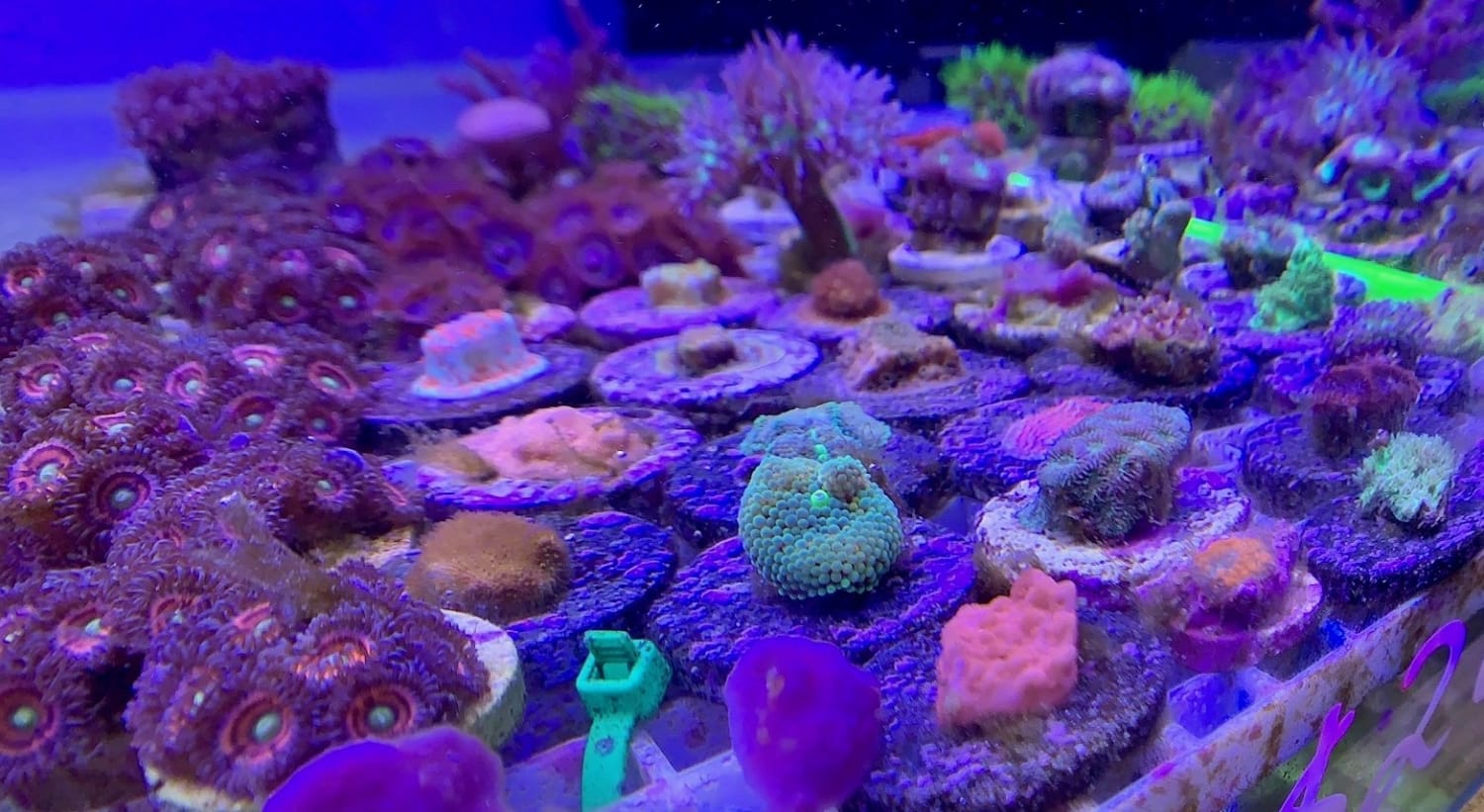 Updates to our San Jose store and a new promotion for coral frags