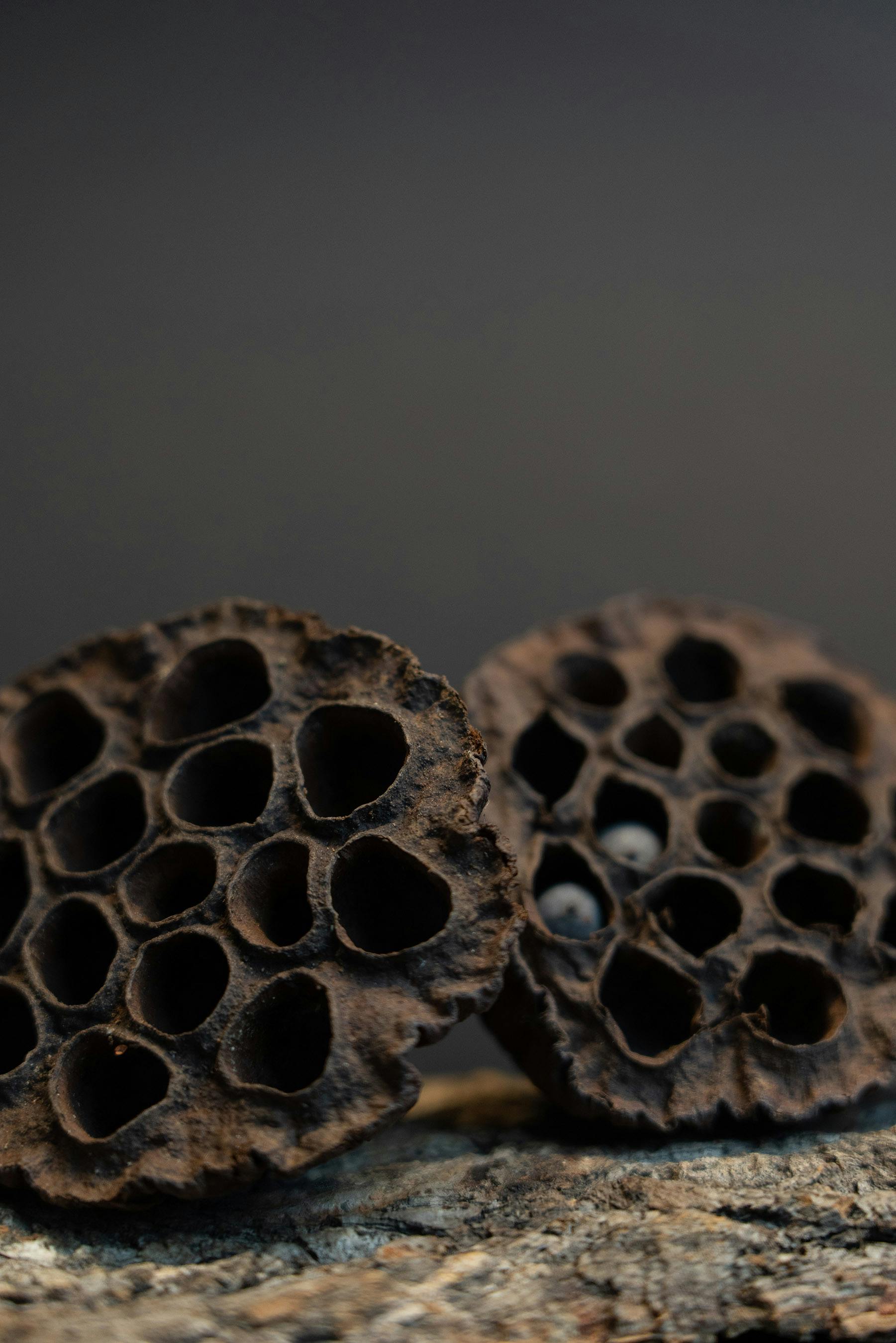 Botanicals - LiquidGardens