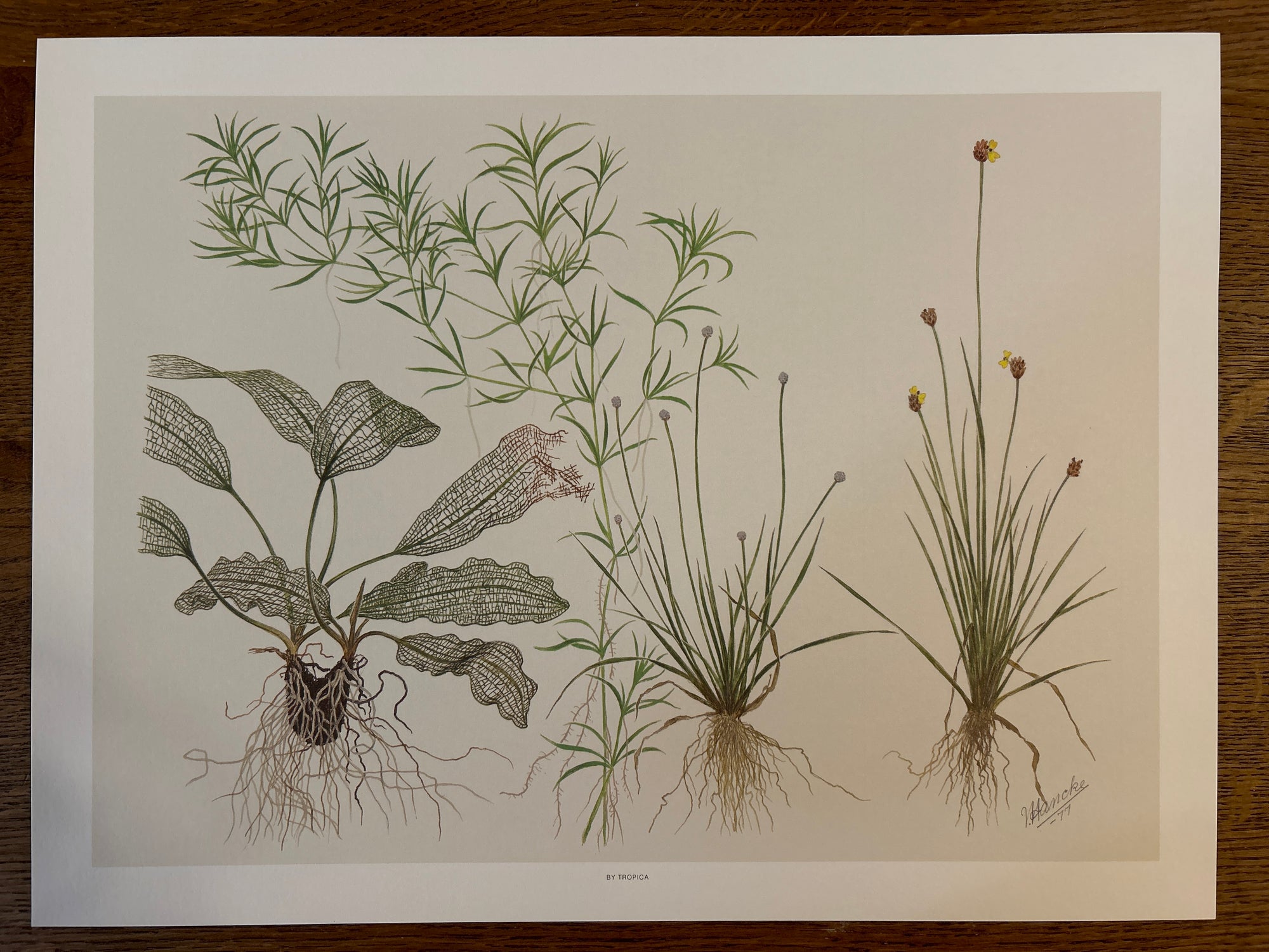 Art Poster - Tropica