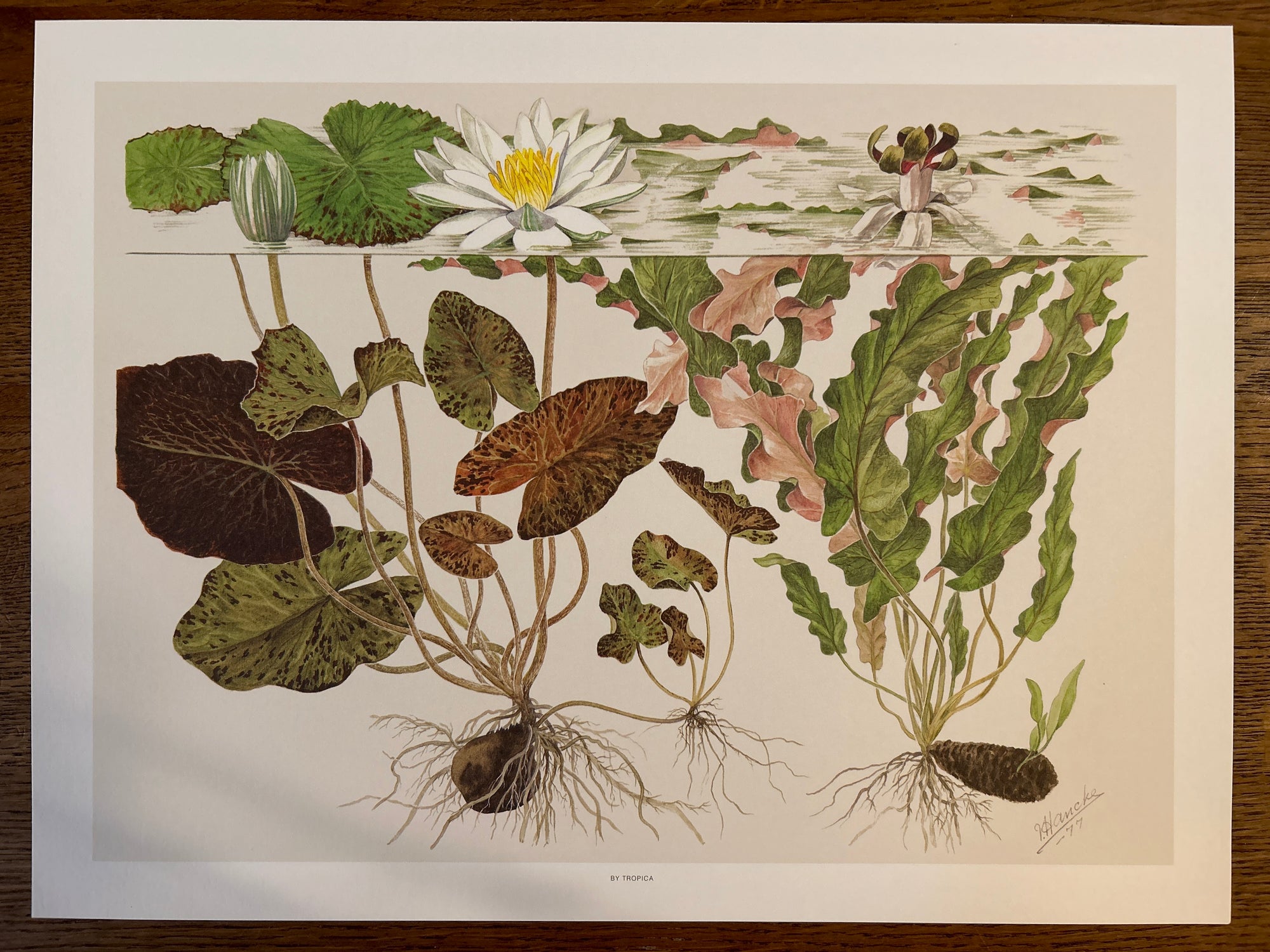 Art Poster - Tropica