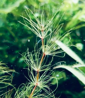 Eleocharis Fluctuans