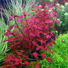 Ludwigia repens &#39;Super Red&#39;