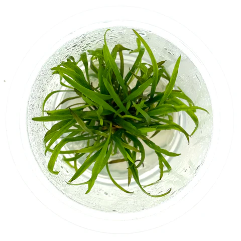 Cyptocoryne Spiralis Caudigera