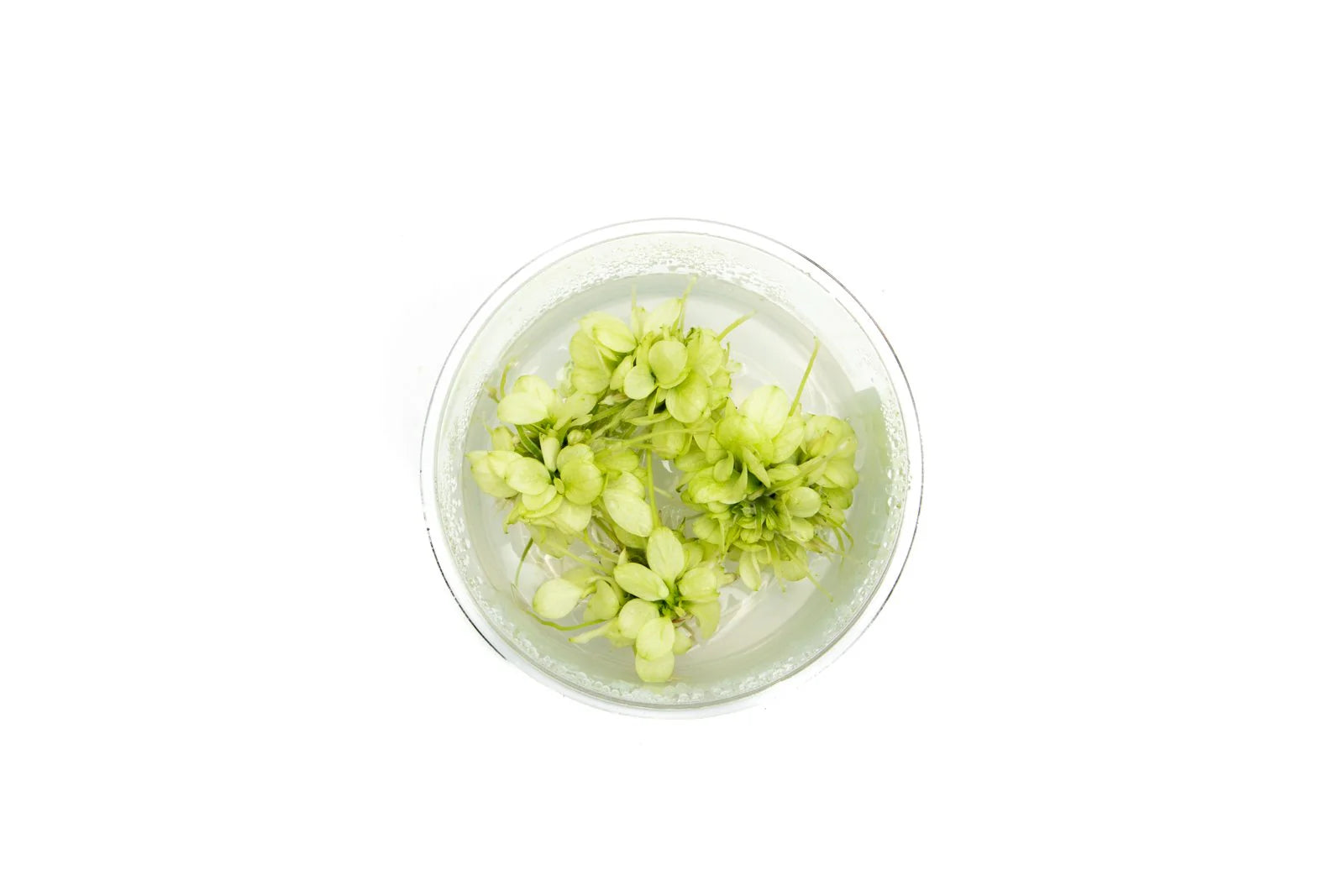 Anubias Nana Snow White