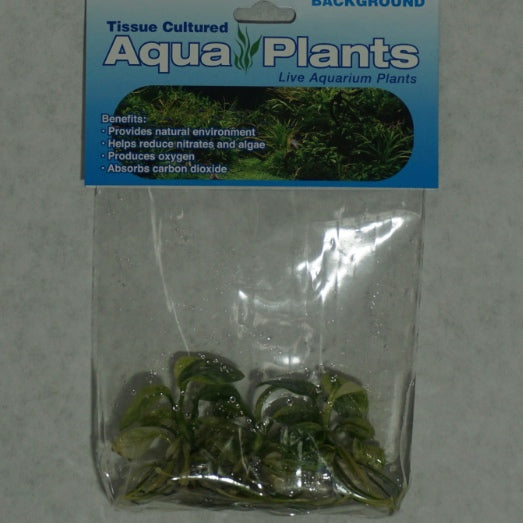 Variegated Green &amp; White - Anubias nana