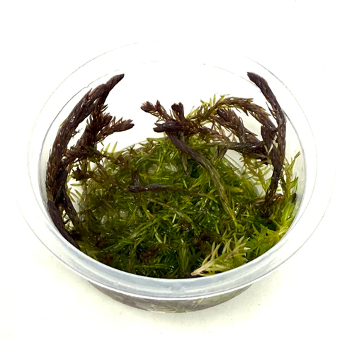 Mayaca fluviatilis (Stream bogmoss)