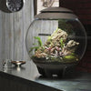 biOrbAIR LED Terrarium - Oase