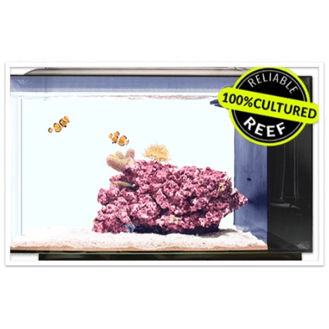 Biota Beginner Saltwater Aquarium Kit (13.5 GAL) - Biota