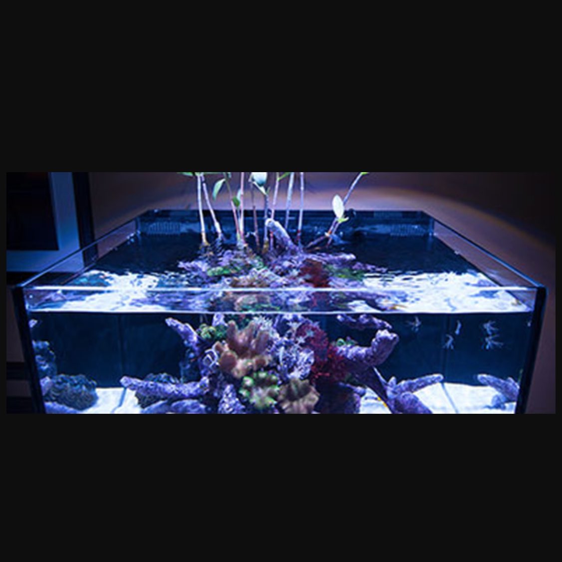 NUVO Fusion Pro 25 Lagoon All-In-One Aquarium (25 GAL) - Innovative Marine