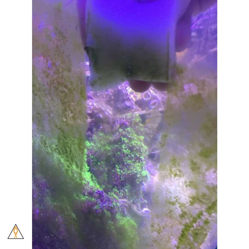 Glass Algae Cleaning Pad Algae Erasers - ALA