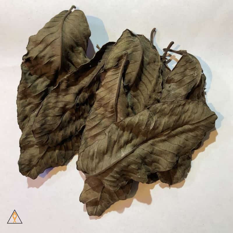 Uncategorized Guava Leaves (Dozen) - ALA