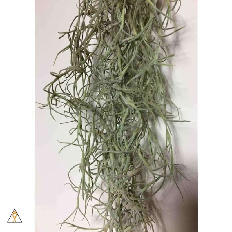 Terrestrial Plant Small (<3") Tillandsia Air Plant