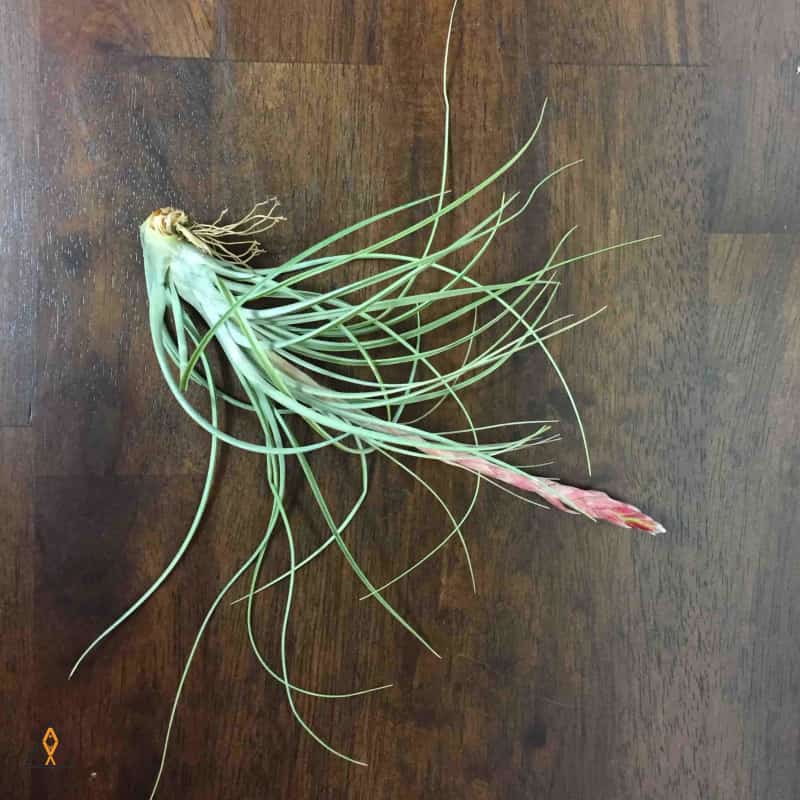 Terrestrial Plant Small (<3") Tillandsia Air Plant