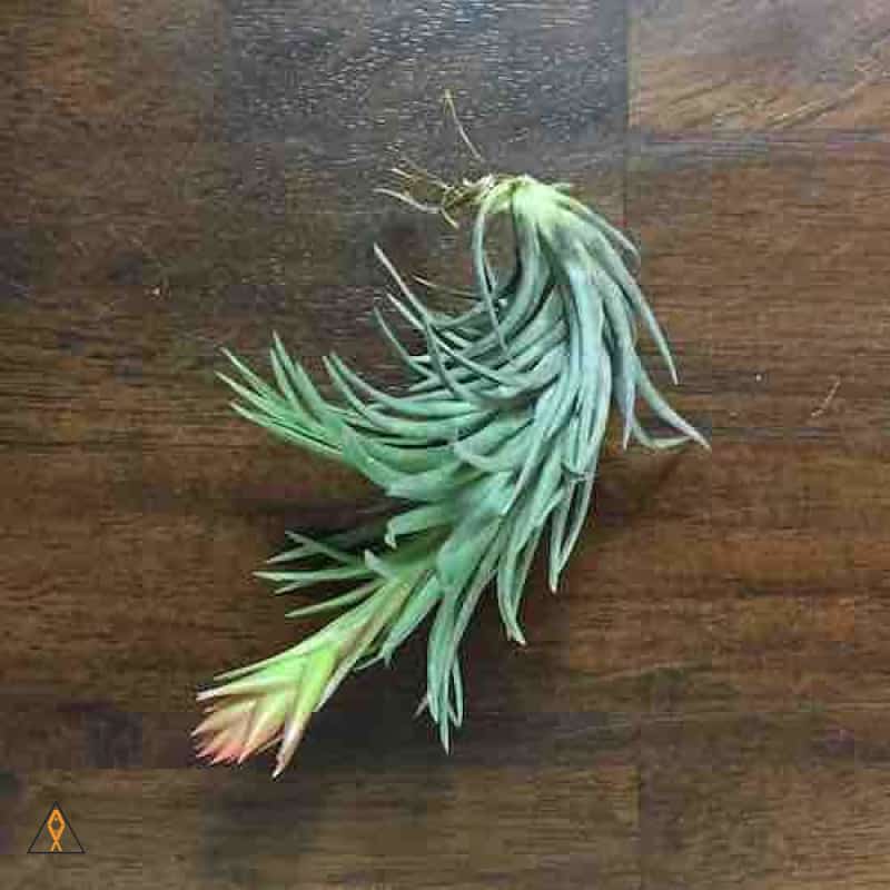 Terrestrial Plant Small (<3") Tillandsia Air Plant