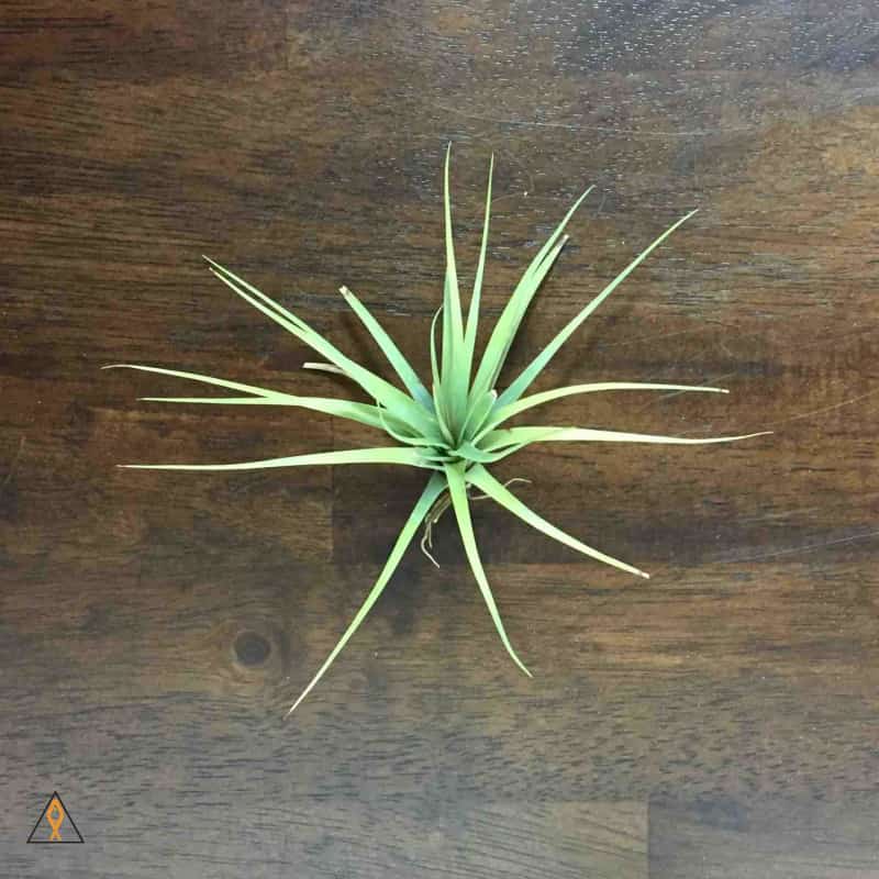 Terrestrial Plant Small (<3") Tillandsia Air Plant