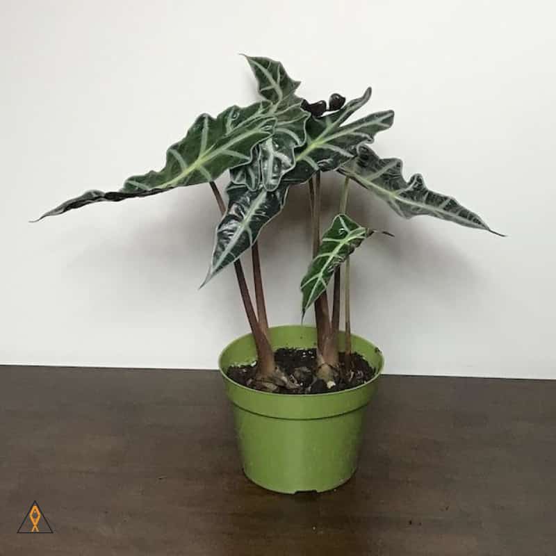 Alocasia Polly - ALA