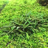 Cryptocoryne lucens