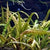 Cryptocoryne balansae