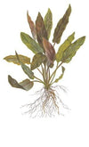 Cryptocoryne undulatus