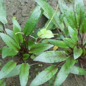 Cryptocoryne wendtii 'Green gecko'