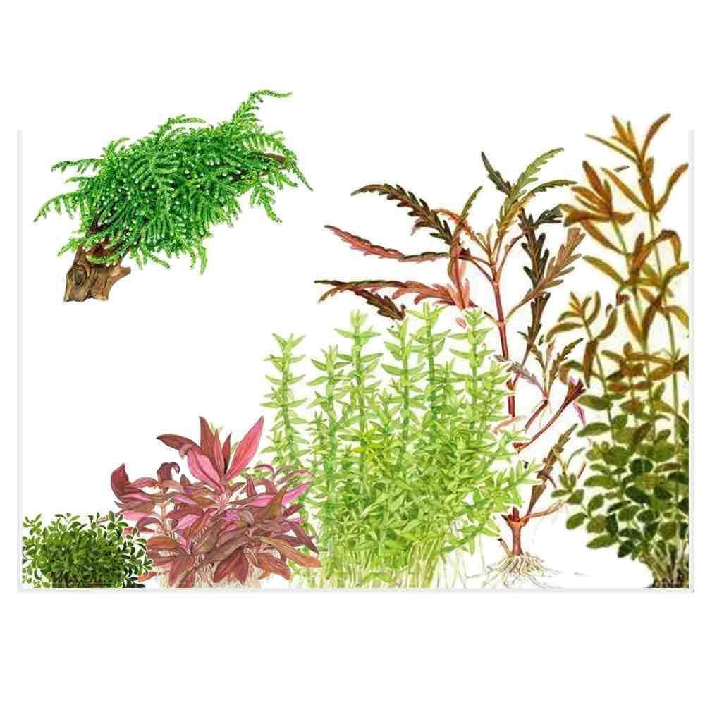 In-Vitro Plant Starter Kit for High Tech Planted Aquariums - ALA