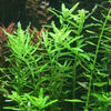 Rotala rotundifolia &#39;Green&#39;