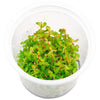 Rotala sp. &#39;Shimoga&#39;