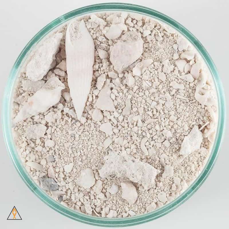 Ocean Direct Caribbean Live Aragonite Sand, Original - CaribSea