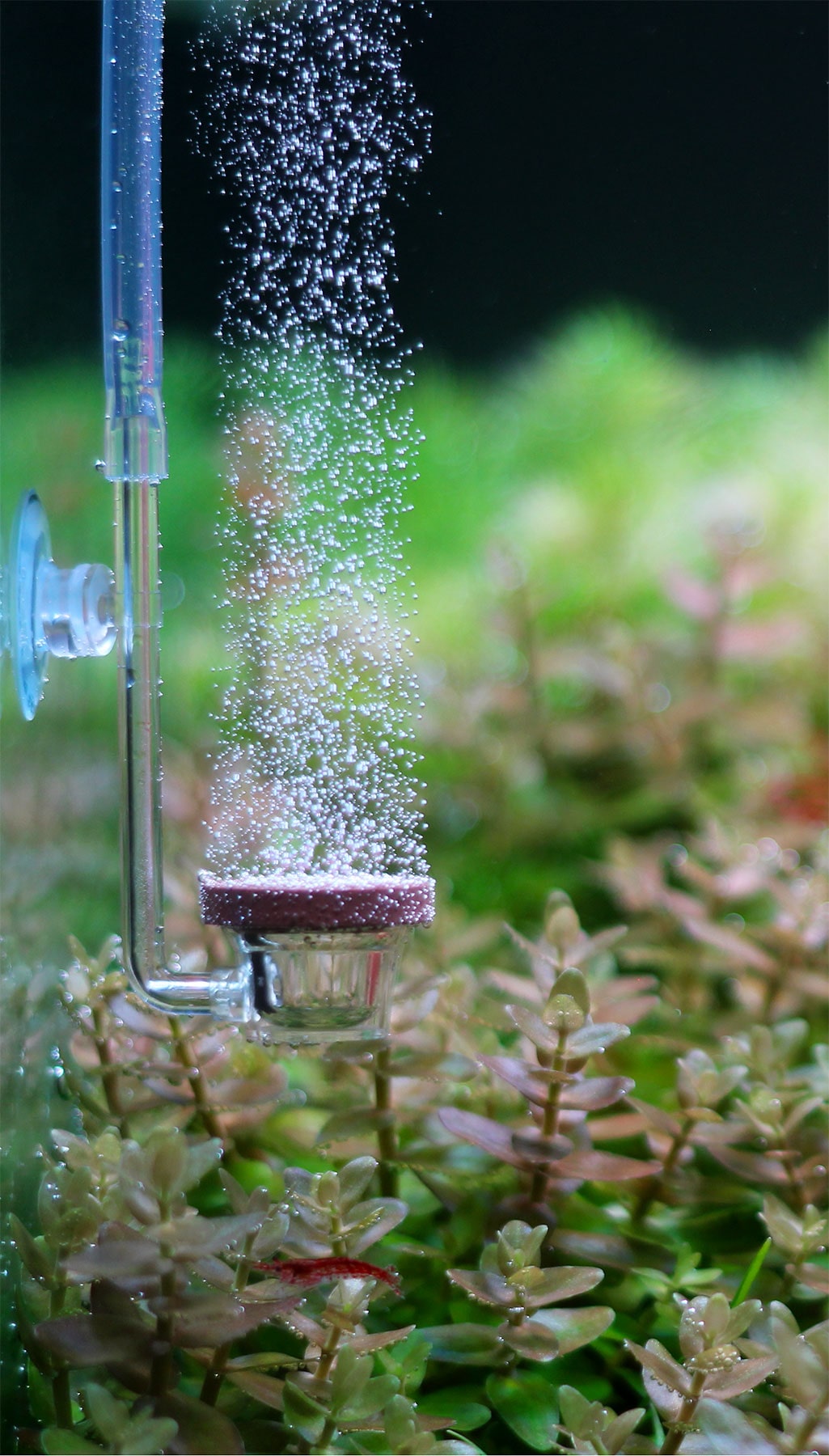 Acrylic CO2 Diffuser - Twinstar