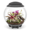 biOrbAIR LED Terrarium - Oase