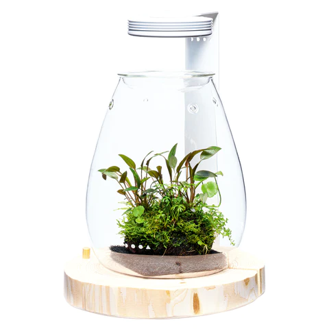 Wood Base Shizuku - DOOA