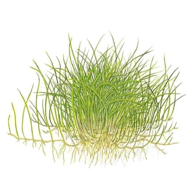Eleocharis acicularis 'Mini' (Dwarf Hair Grass)