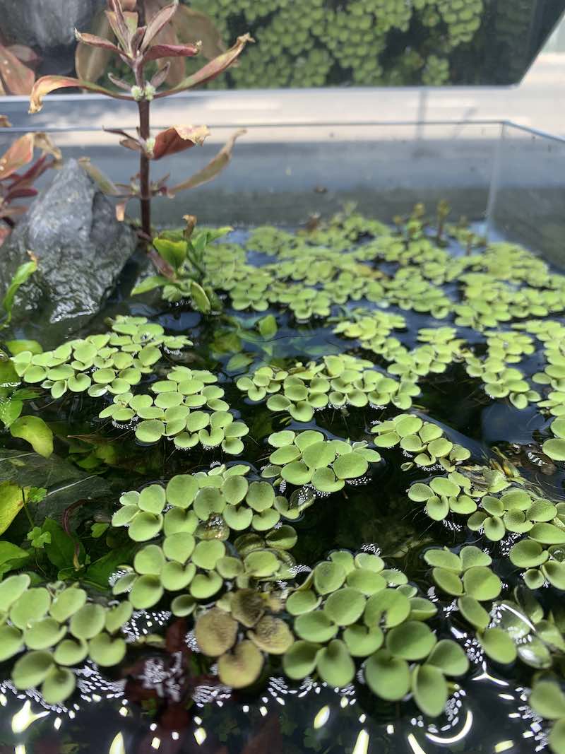 Salvinia sp. Floating Plant