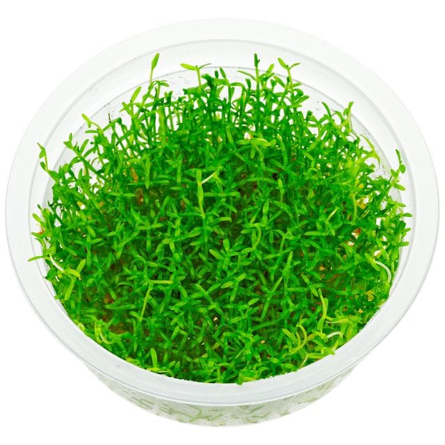 Microcarpaea Minima Merrill