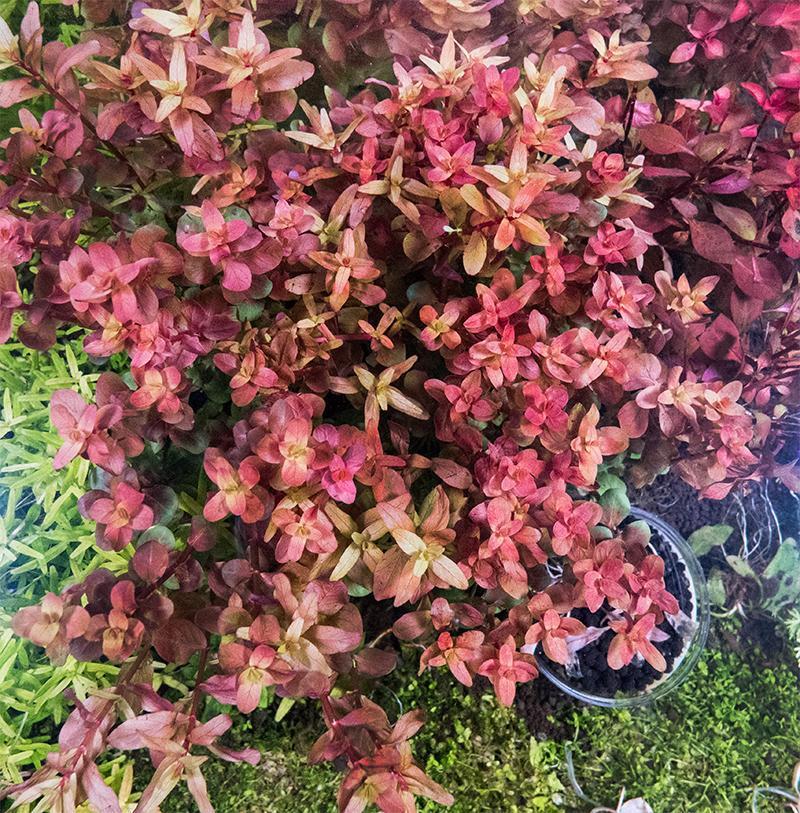 Rotala macrandra &#39;Mini Butterfly&#39;
