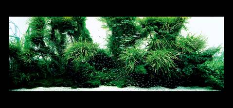 The Art of Nature Aquarium Photo Book - ADA